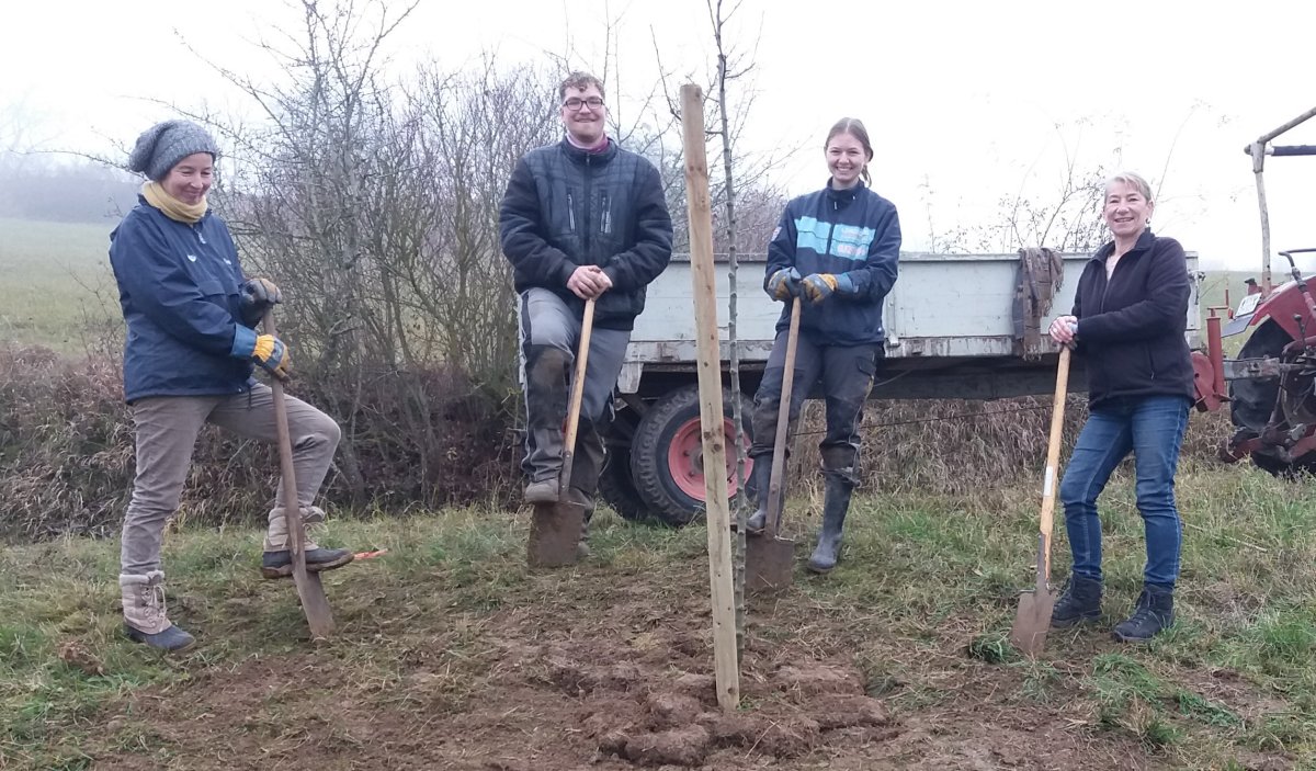 Pflanzung alter Apfelbaumsorten